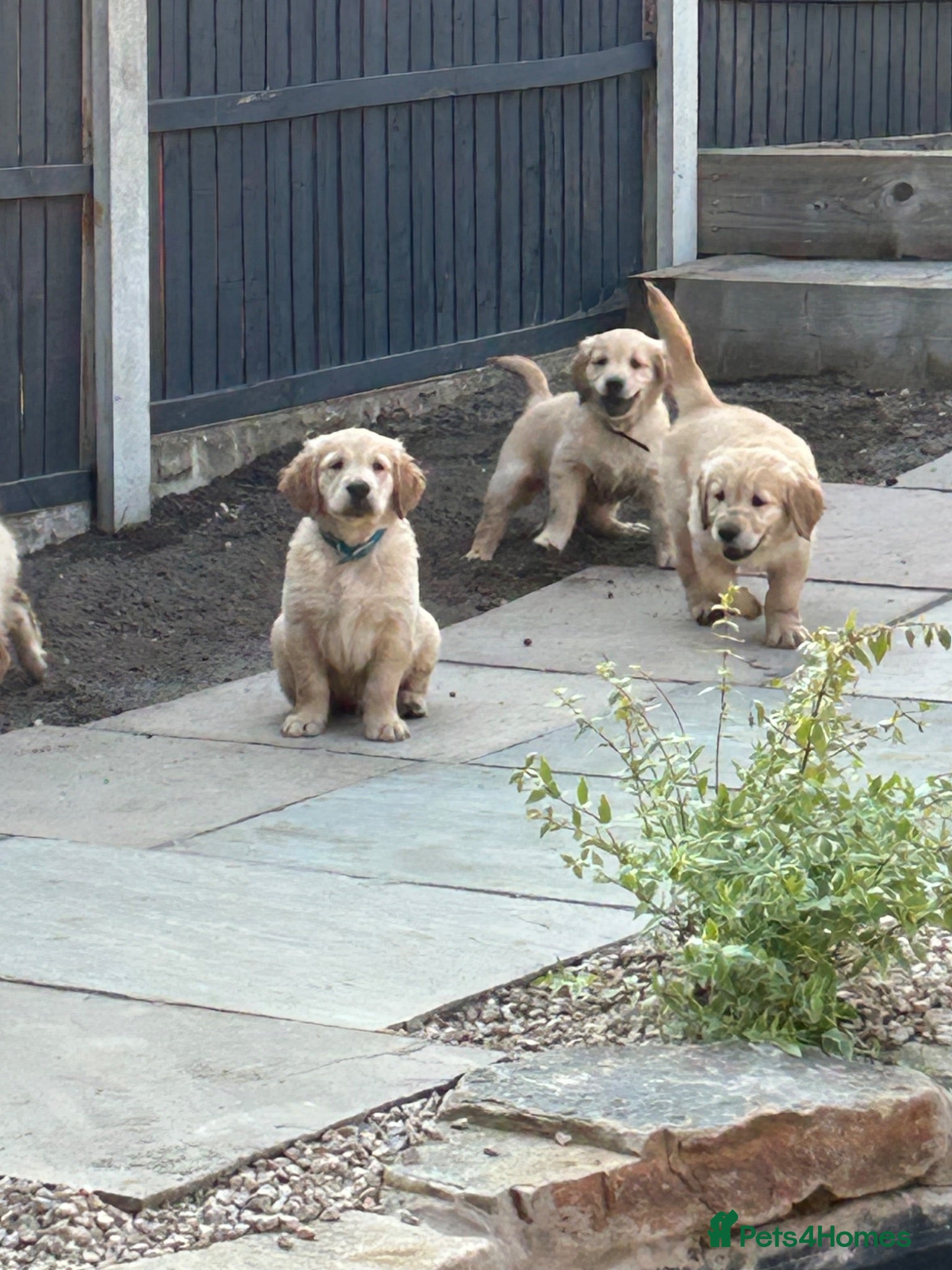 Golden Retriever dogs Golden Retriever puppy for adoption  - Advert 2