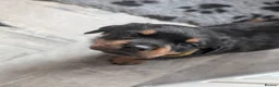 Rottweiler dogs for sale: Exceptional huge Rottweiler pups from amazing line - Advert 29