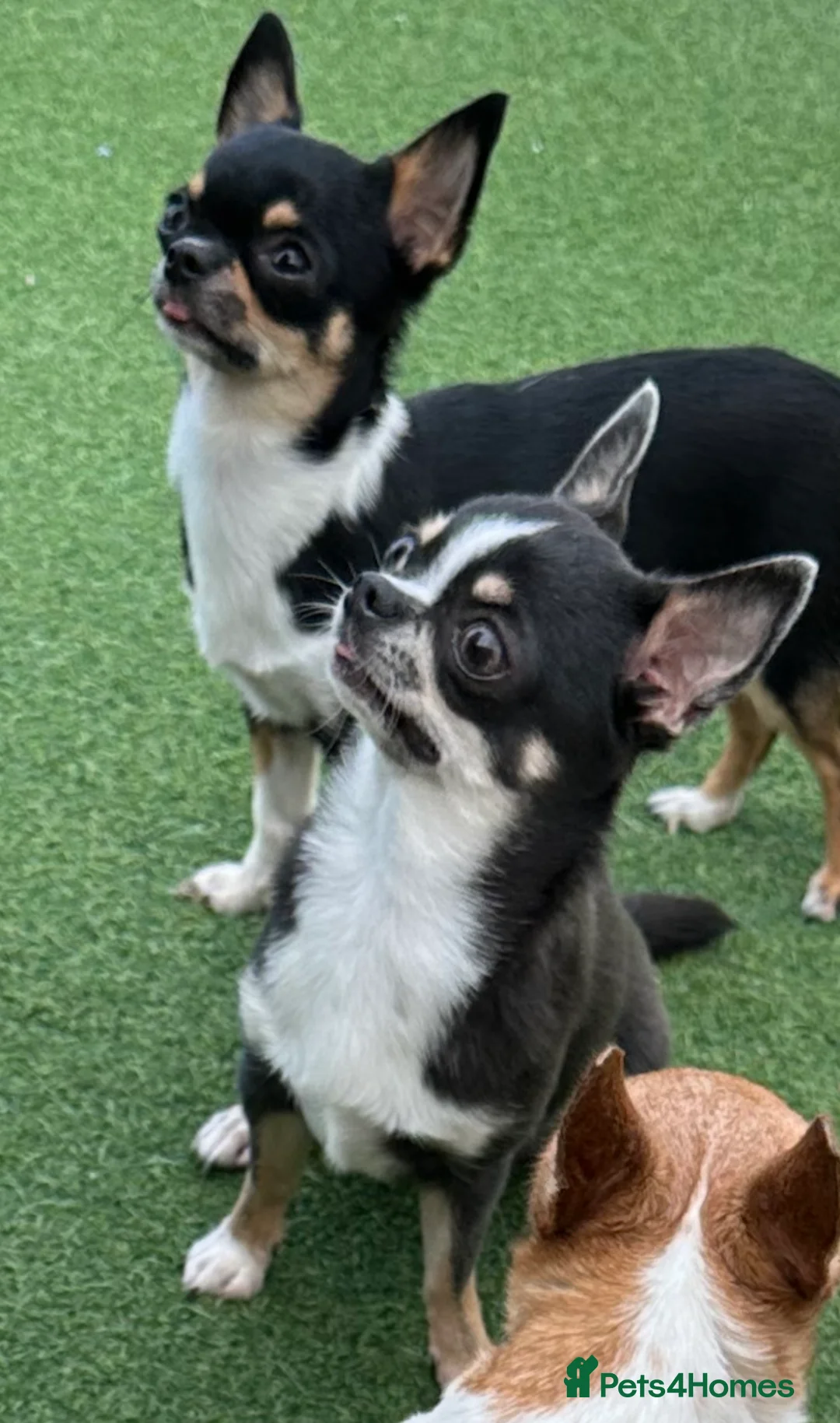 Chihuahua dogs for stud: KC BOYS LILAC, CHOCOLATE , BLUE , BOYS AVAILABLE. in Mansfield - Advert 17