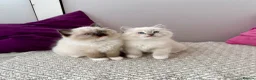 Ragdoll cats for sale: TICA registered ragdoll kittens - Advert 14