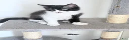 Domestic Shorthair cats for sale: Stunning British Tabby Kittens – Ready April 4th - Advert 14