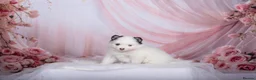 Pomsky dogs for sale: F4 Pomsky females from health tested parents - Advert 22