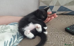 Domestic Shorthair cats for sale: Kittens for sale, READY TO GO NOW!  - Image 23