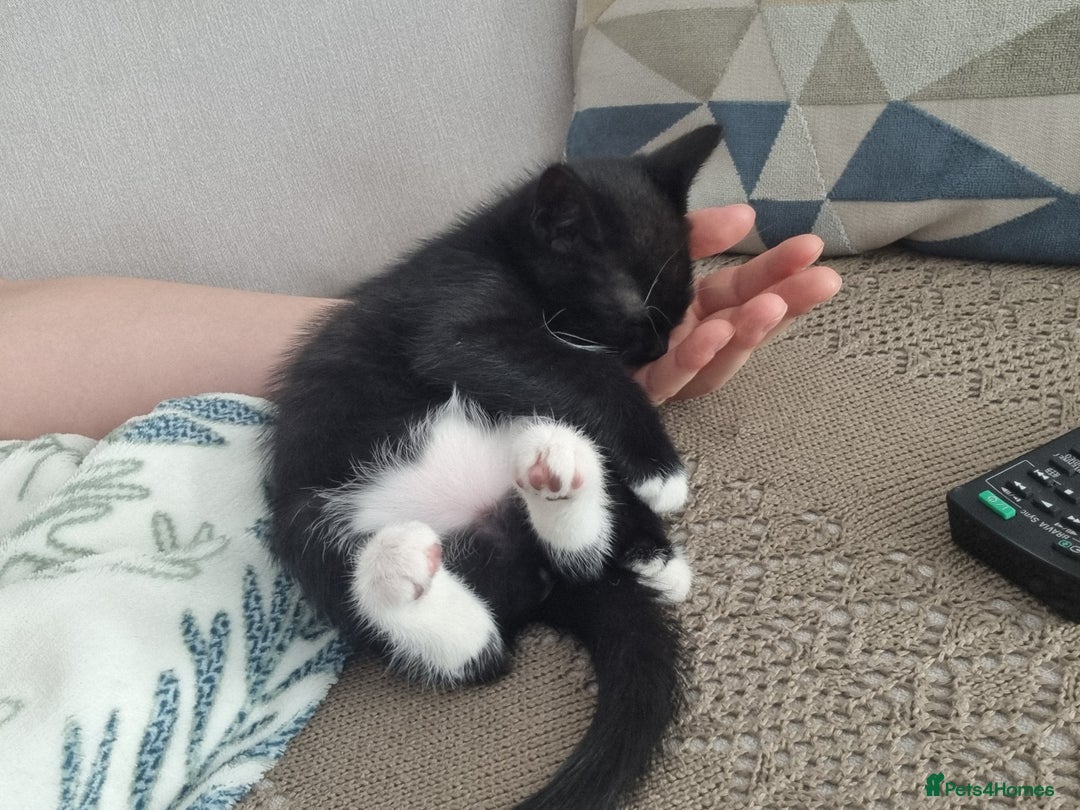Domestic Shorthair cats for sale: Kittens for sale, READY TO GO NOW!  - Image 23