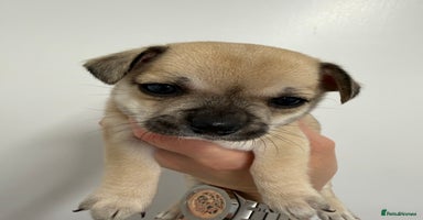 Chihuahua dogs - Advert 1