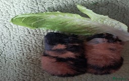 Guinea Pig rodents for sale: BEAUTIFUL BABY TEDDY BOYS  - Image 5