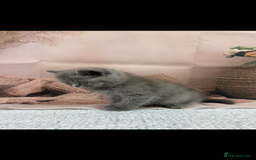 Exotic cats for sale: exotic  - Image 4