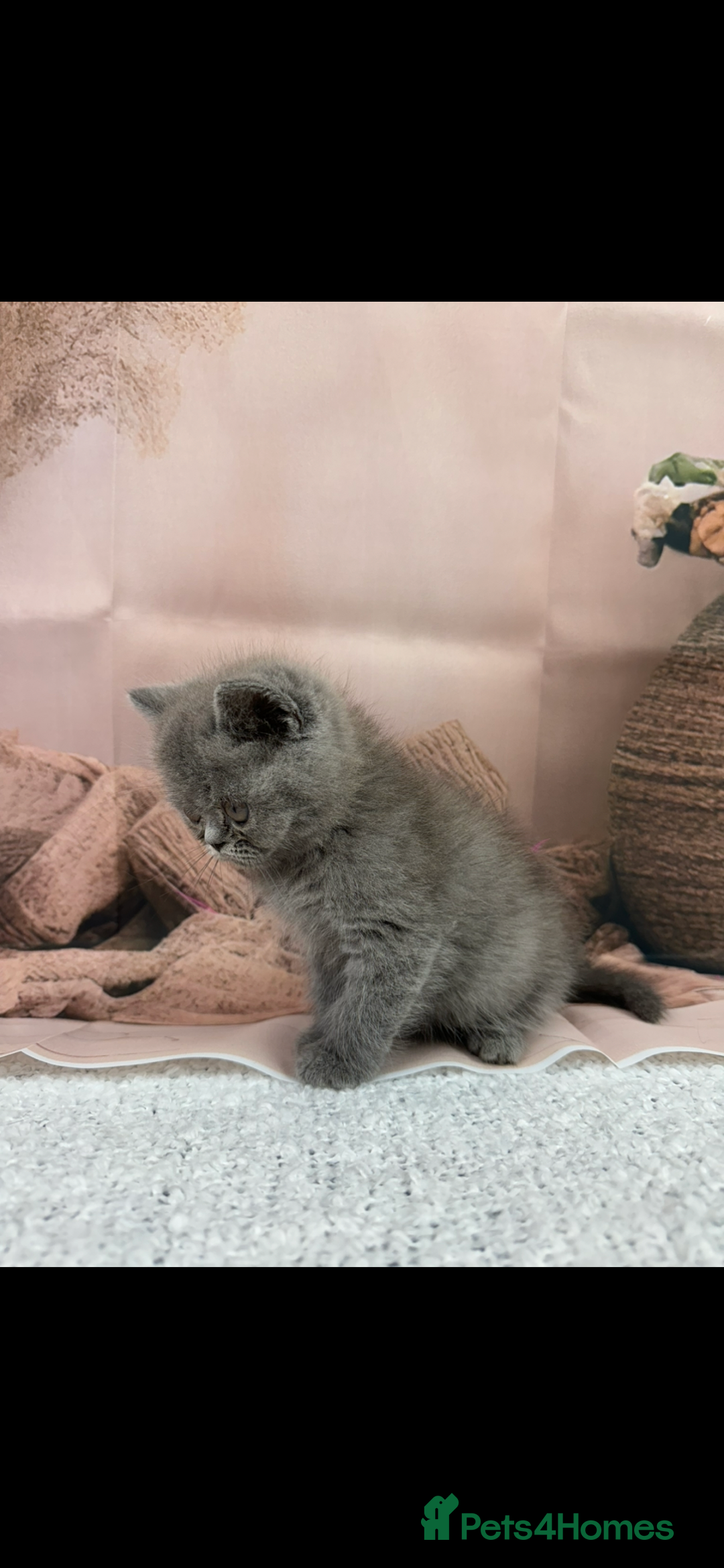 Exotic cats for sale: exotic  - Image 4