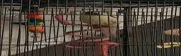 Parakeets birds for sale: Blue and teal parakeet kakariki in Leven - Advert 2