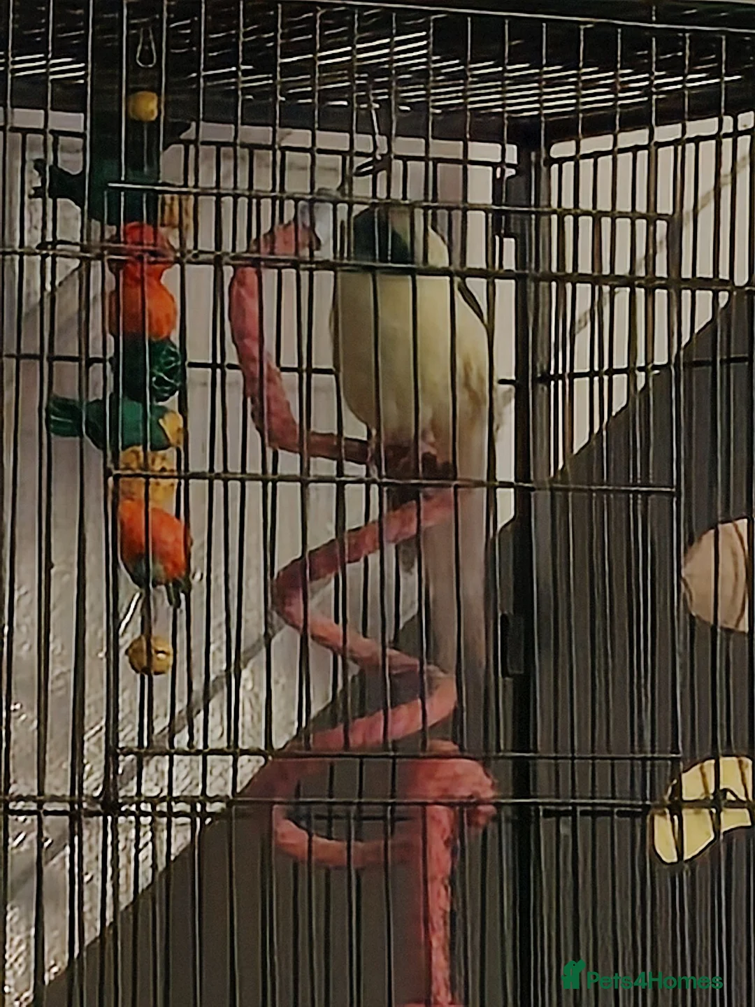 Parakeets birds for sale: Blue and teal parakeet kakariki in Leven - Advert 2