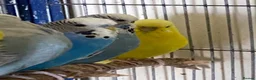 Budgerigars birds for sale: 5 Budgies for sale  - Advert 10