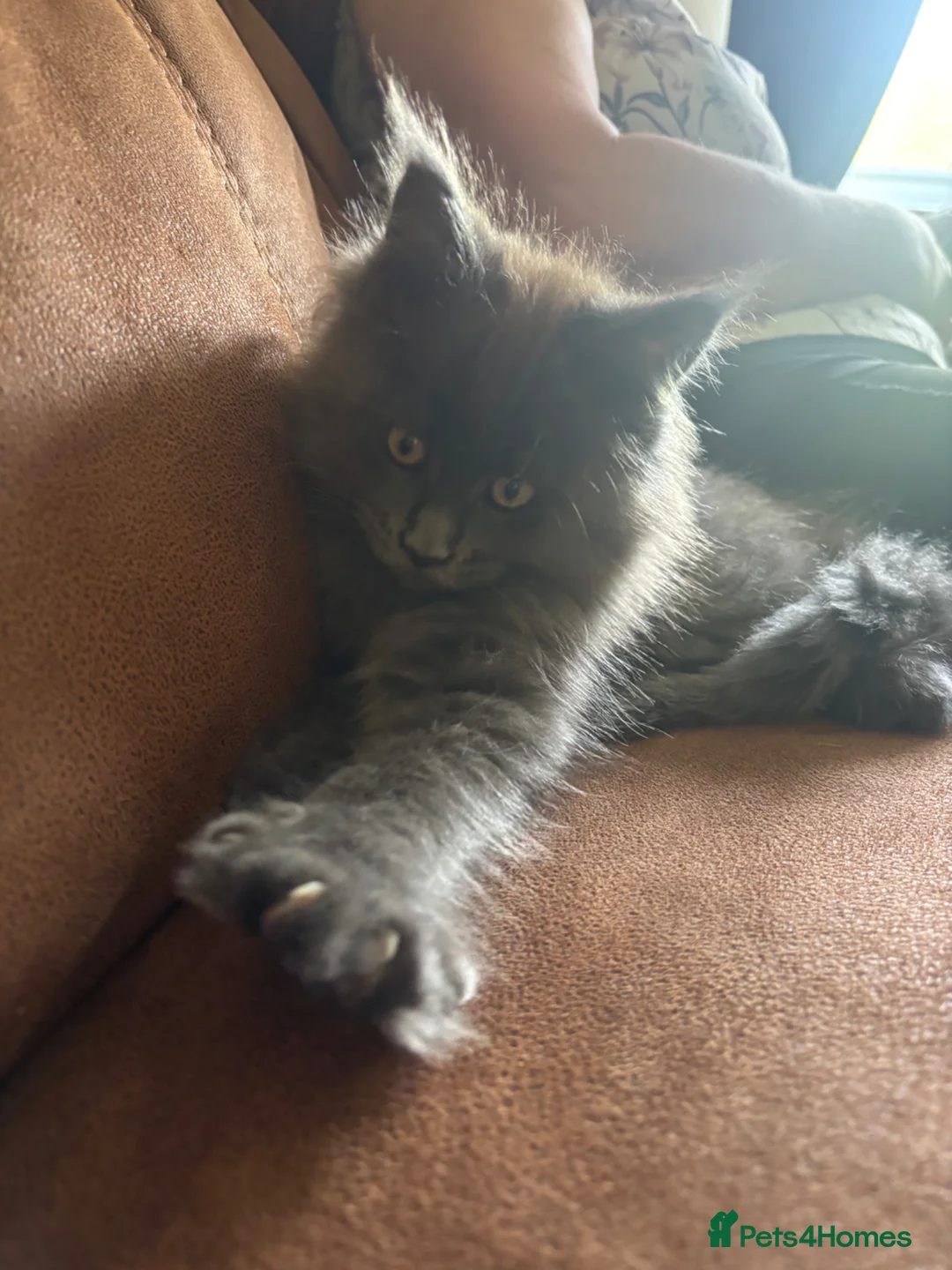 Maine Coon cats for sale: Chunky pedigree Maine coon kittens - Advert 2