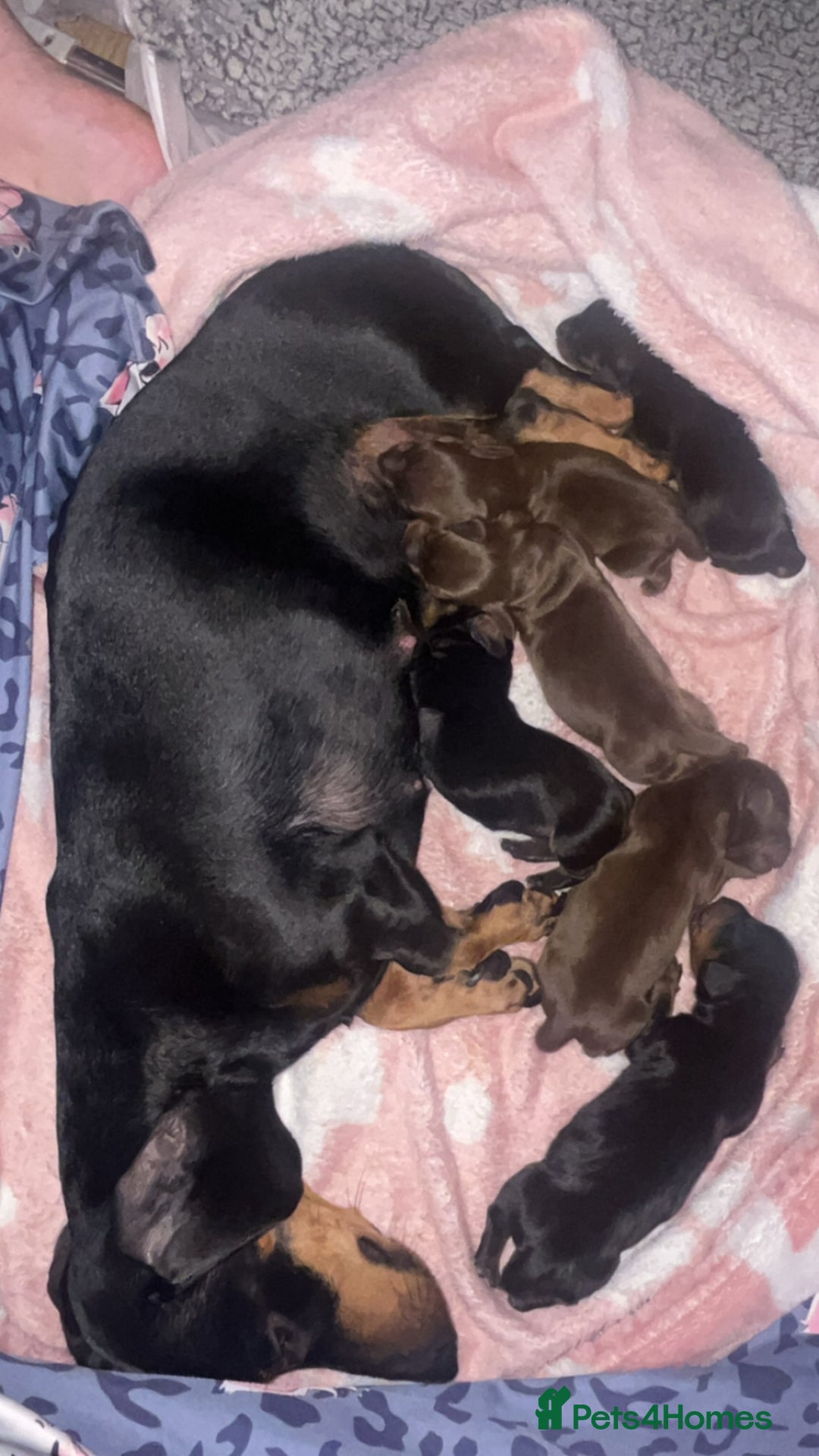 Dachshund dogs for sale: Exceptional Litter Puppies Boys & Girls Available - Image 1