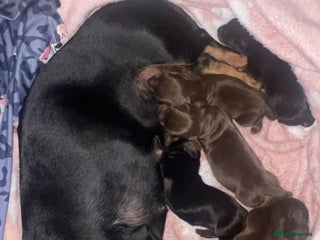 Dachshund dogs Exceptional Litter Puppies Boys & Girls Available - Advert 17