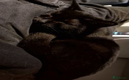 British Shorthair cats for sale: *Urgent* Black cat looking for a home - Image 6