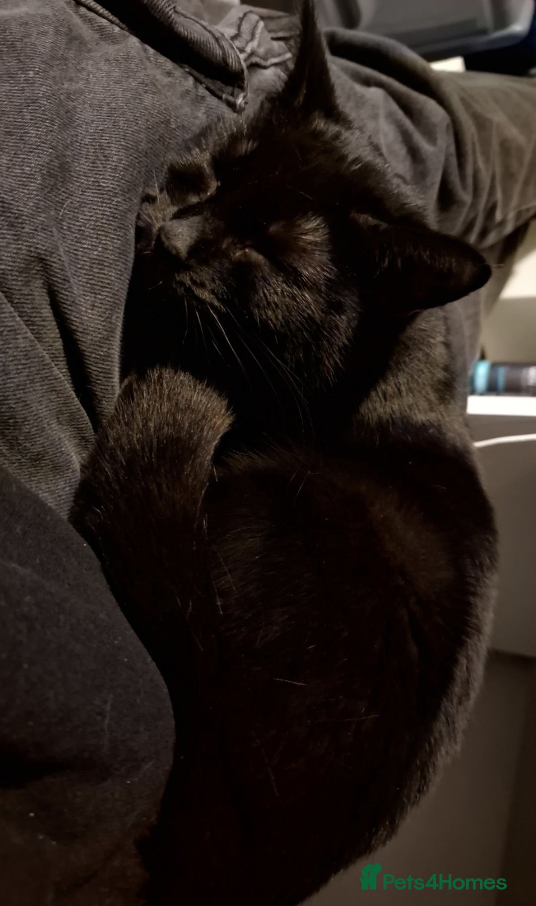 British Shorthair cats for sale: *Urgent* Black cat looking for a home - Image 6