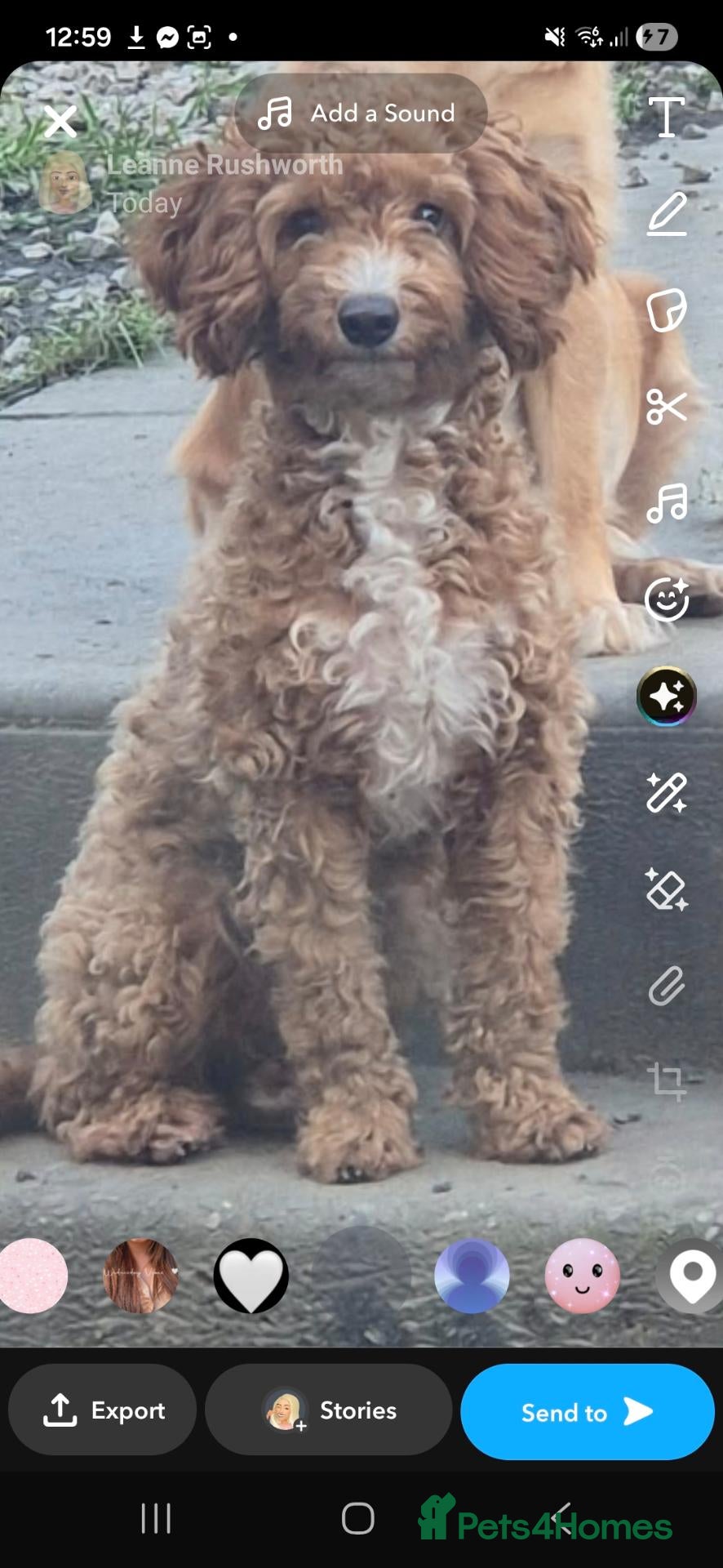 Cockapoo dogs X3 F1b cockapoo  - Advert 6