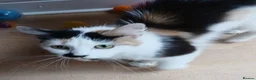 Mixed Breed cats for adoption: MISS ZOE - Advert 3