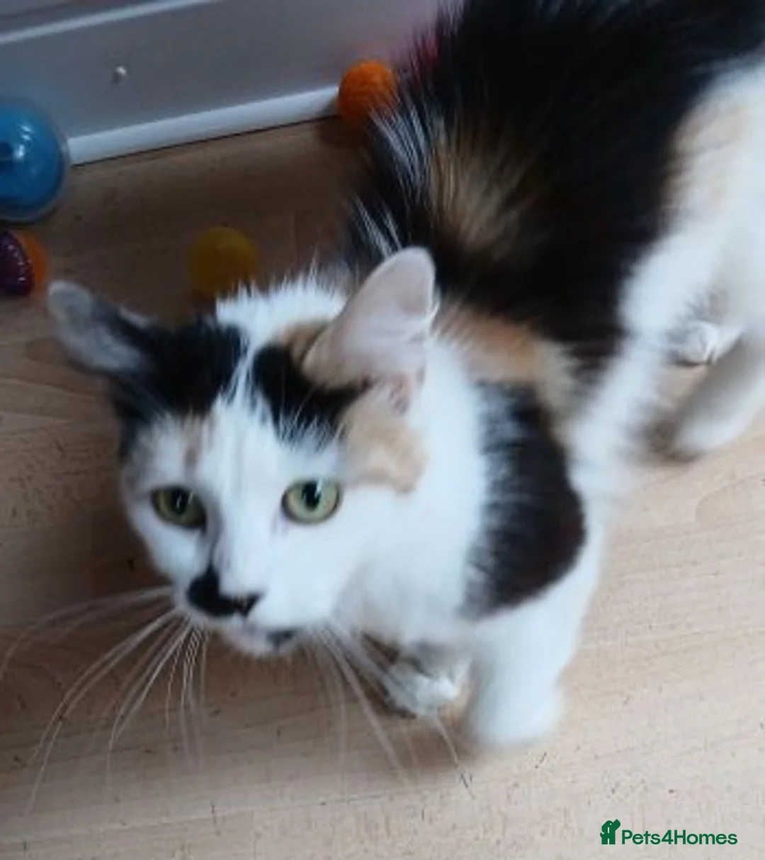Mixed Breed cats for adoption: MISS ZOE - Advert 3
