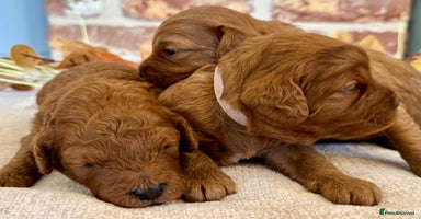 Cavapoo dogs - Advert 4