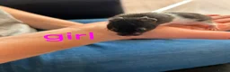 Hamster rodents for sale: Baby syrians - Advert 4