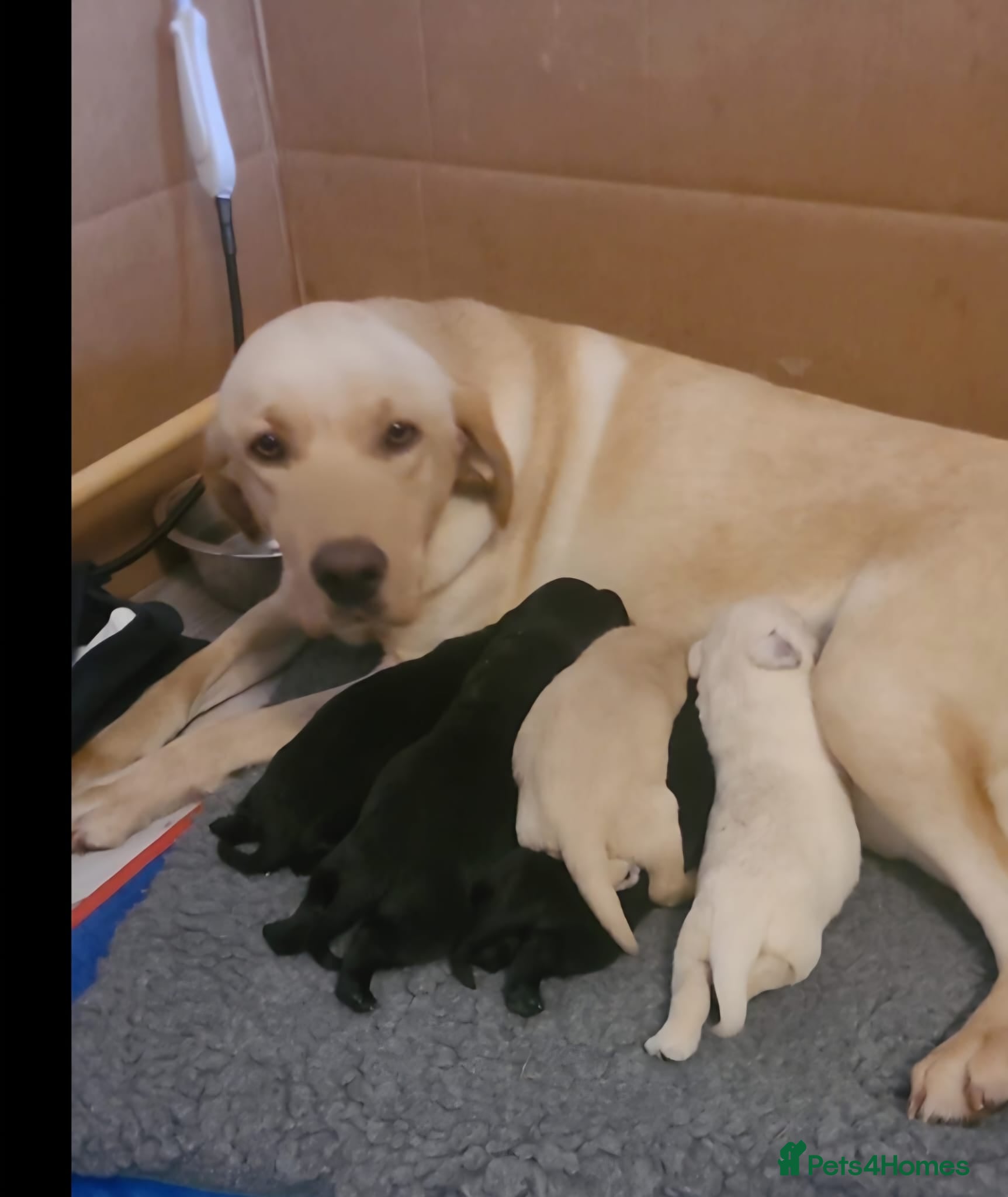 Labrador Retriever dogs Labrador puppies  - Advert 4