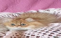 Persian cats for sale: 💖Beautiful Pedigree Chinchilla Persian Kittens. - Advert 6