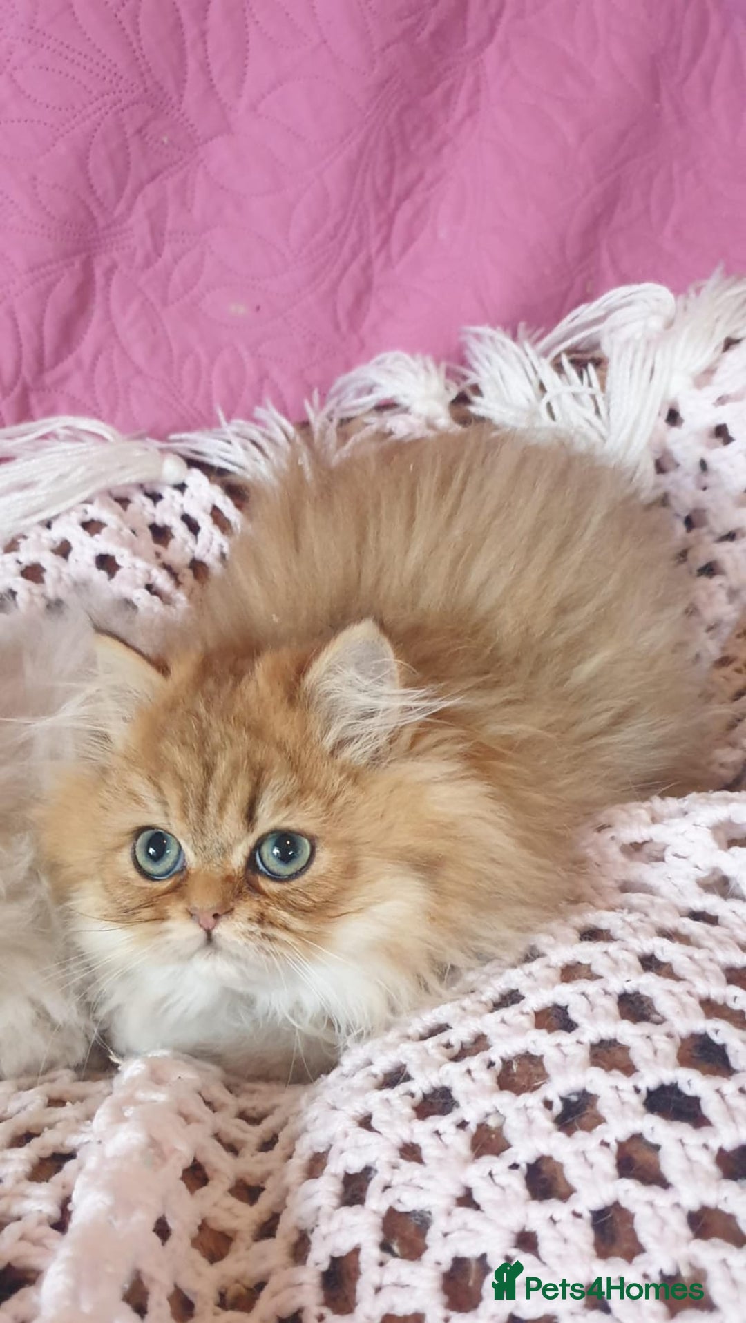 Persian cats for sale: 💖Beautiful Pedigree Chinchilla Persian Kittens. - Advert 6
