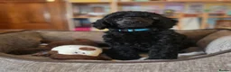 Standard Poodle dogs for sale: Rarely seen in UK - Moyen Poodle - Advert 12