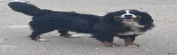 Bernese Mountain Dog dogs for sale: Bernese Mountain Dog Puppies–1Girl&2Boys Available - Advert 4