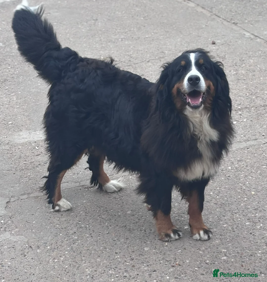 Bernese Mountain Dog dogs for sale: Bernese Mountain Dog Puppies–1Girl&2Boys Available - Advert 4