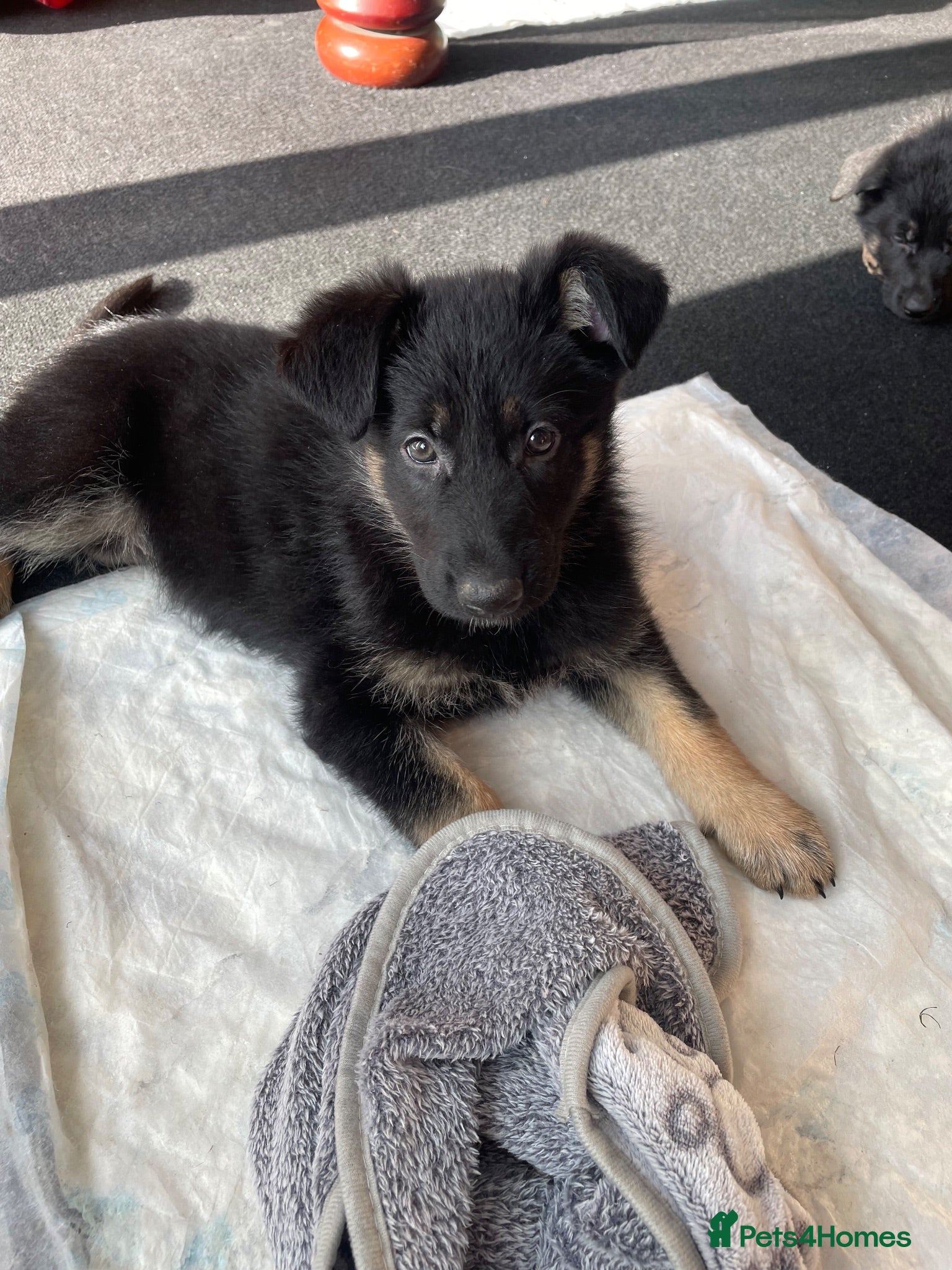 German Shepherd dogs Lovely German shepherd GIRLS🐶READY TO LEAVE 💖💙  - Advert 7