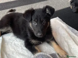 German Shepherd dogs Lovely German shepherd GIRLS🐶READY TO LEAVE 💖💙 - Advert 7