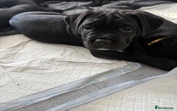 Cane Corso dogs for sale: Cane corso pups - Image 4