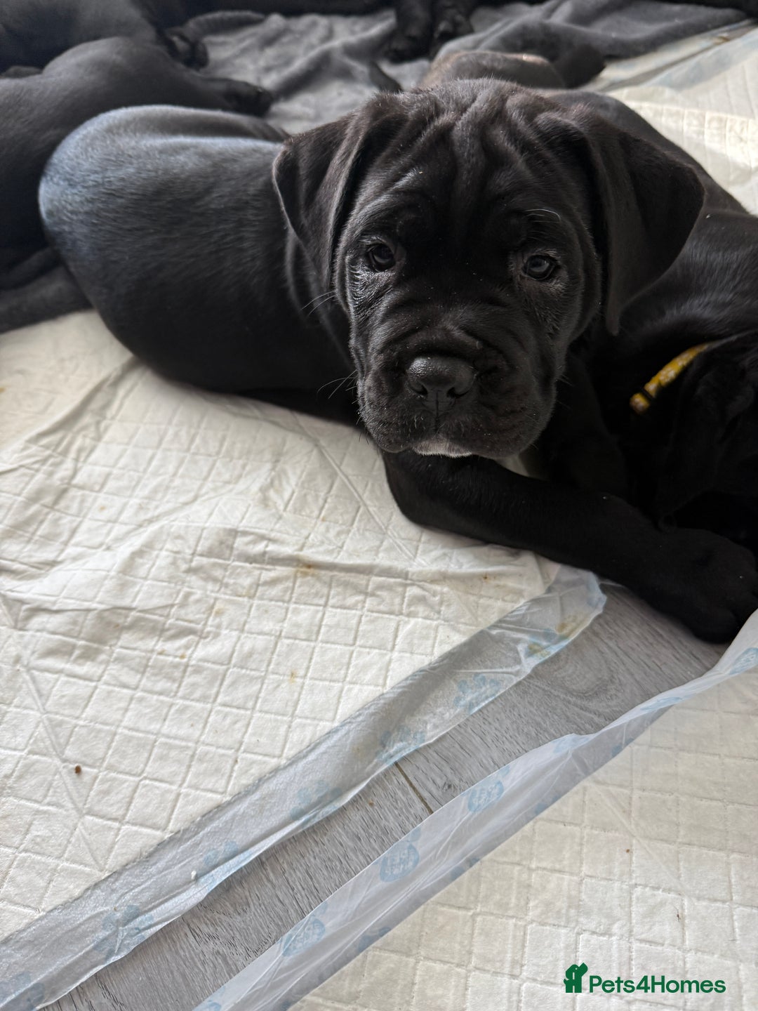 Cane Corso dogs for sale: Cane corso pups - Image 4
