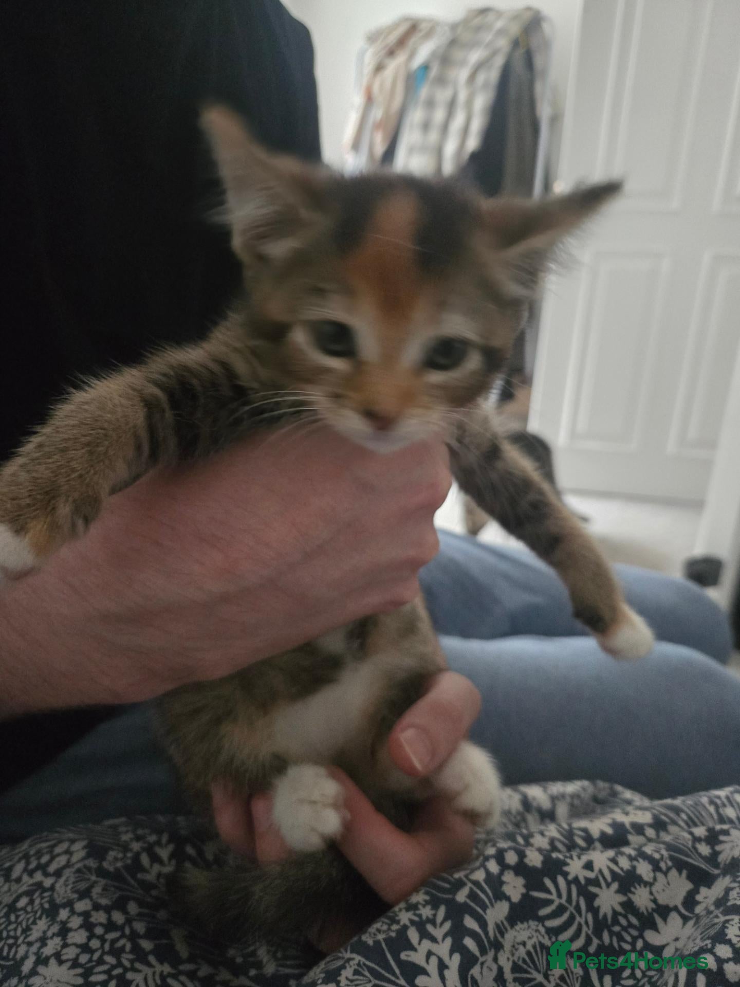 Mixed Breed cats Mixed kitten for sale - Advert 1