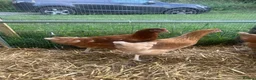 Chickens poultry for sale: Hybrid Hens - Point of Lay  - Advert 12