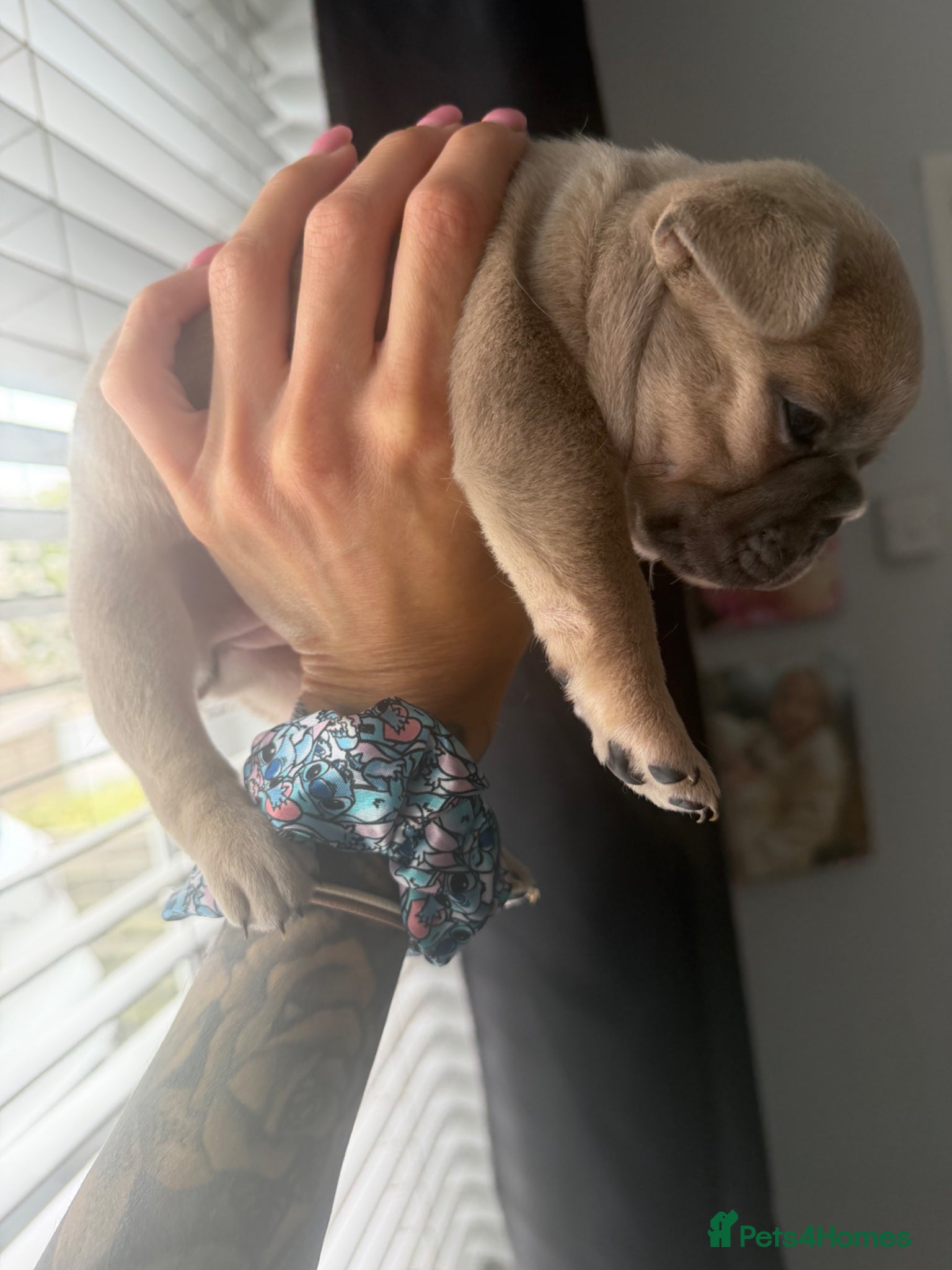 French Bulldog dogs for sale: 🐾 French Bulldog Puppies Available 🐾 in South Ockendon - Advert 11