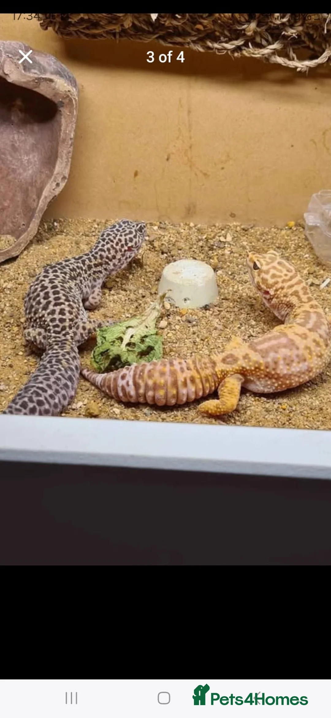 Gecko reptiles for sale: 3 x gecko and set up - Advert 2