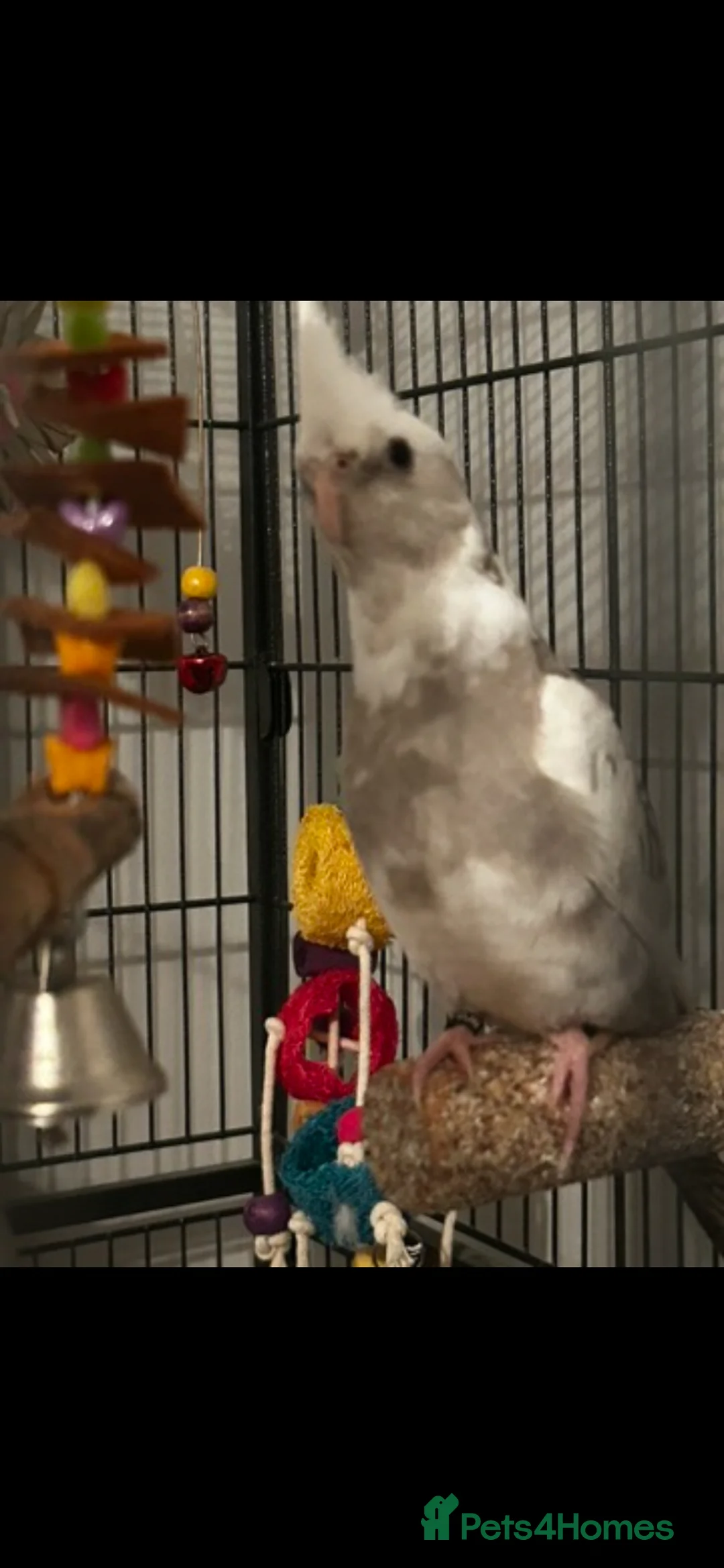 Cockatiels birds for sale: Cockatiel and budgie for sale  - Advert 5
