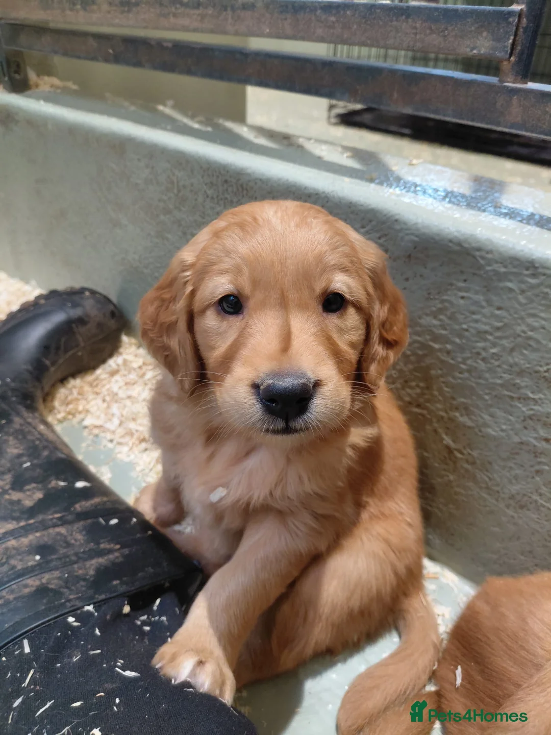 Golden Retriever dogs for sale: BEAUTIFUL GOLDEN RETRIEVERS-PARENTS HEALTH TESTED - Advert 5