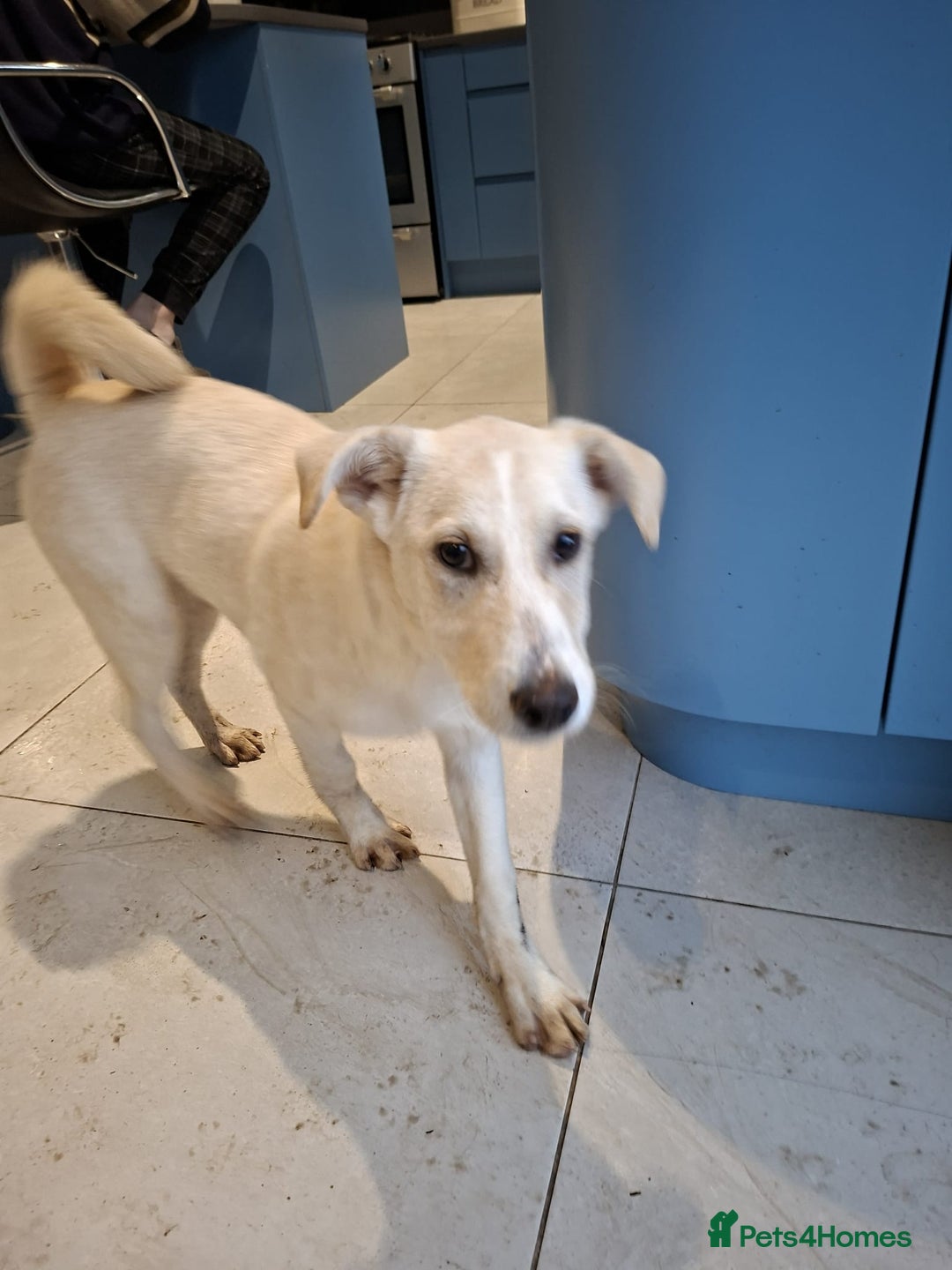 Mixed Breed dogs for adoption: George - north Walsham Norfolk  - Advert 3
