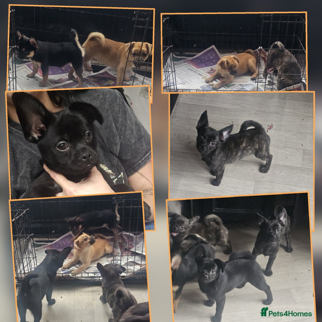 French Bulldog dogs for sale: ❤️⭐️  Adorable Frenchie poms ❤️⭐️ ONLY 3 LEFT ⭐️ - Advert 24