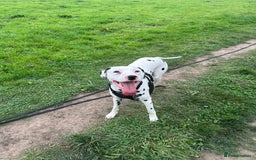 Dalmatian dogs for sale: 1 year old Male Dalmation  - Image 4