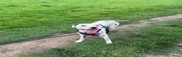 Dalmatian dogs for sale: 1 year old Male Dalmation  - Advert 4