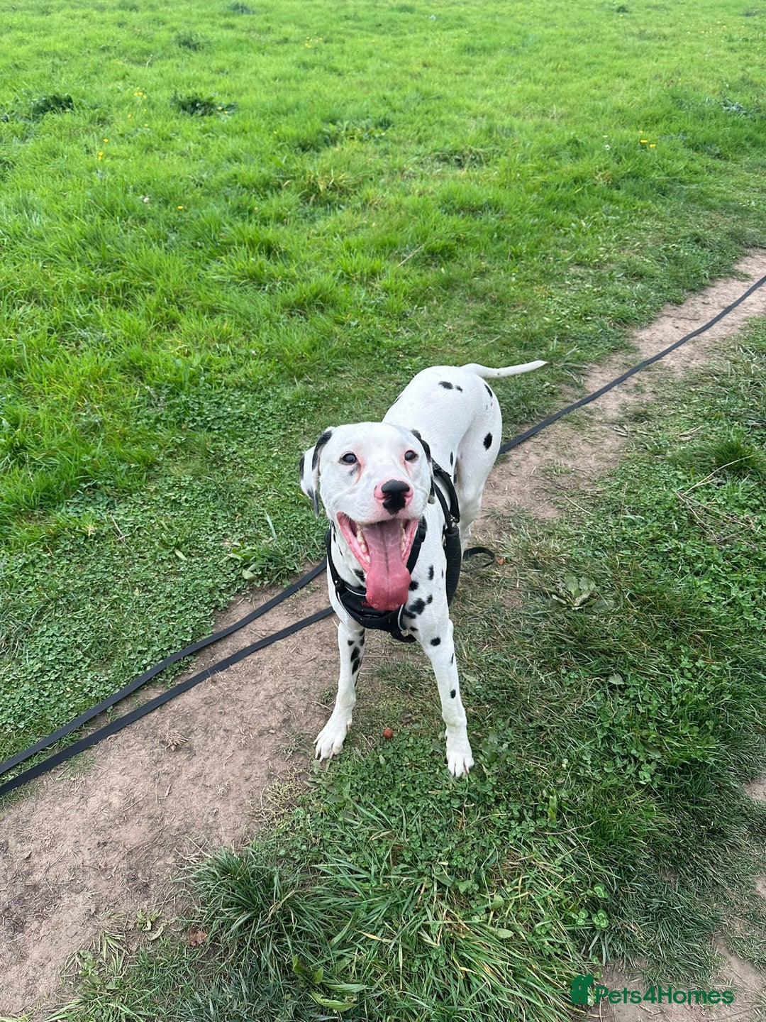 Dalmatian dogs for sale: 1 year old Male Dalmation  - Image 4