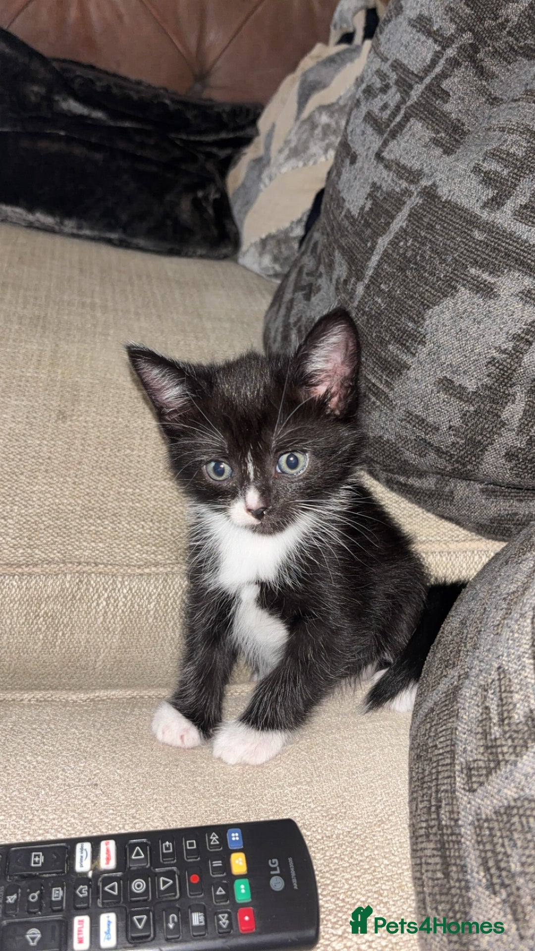British Longhair cats for sale: British long hair boy cats - Image 10