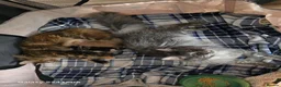 Maine Coon cats for sale: Stunning Maine Coon Kittens - Advert 16