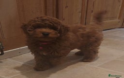 Cavapoo dogs for sale: Ruby red f1b toy cavapoo female  - Advert 6