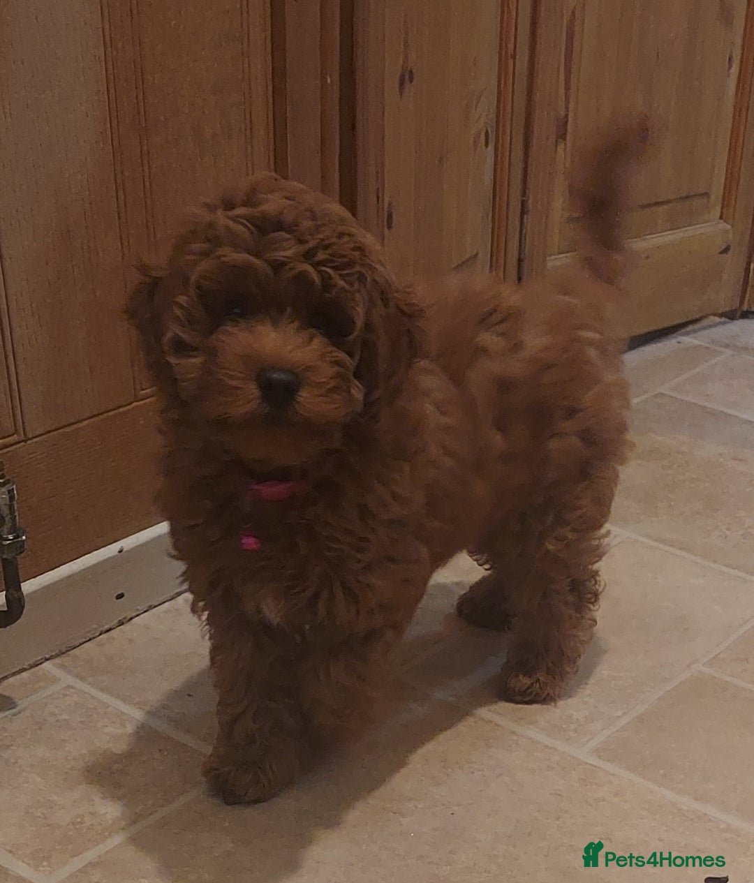 Cavapoo dogs for sale: Ruby red f1b toy cavapoo female  - Advert 6